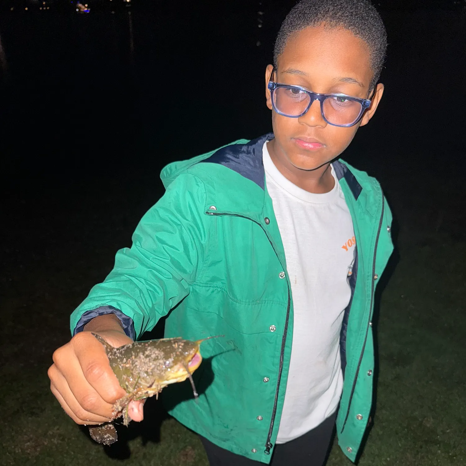 Brown bullhead caught on Fishbrain