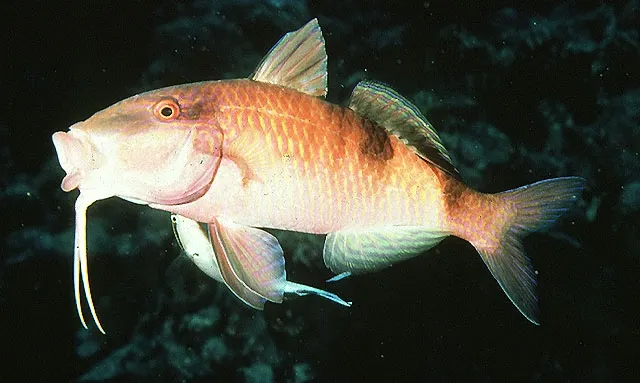 Manybar goatfish