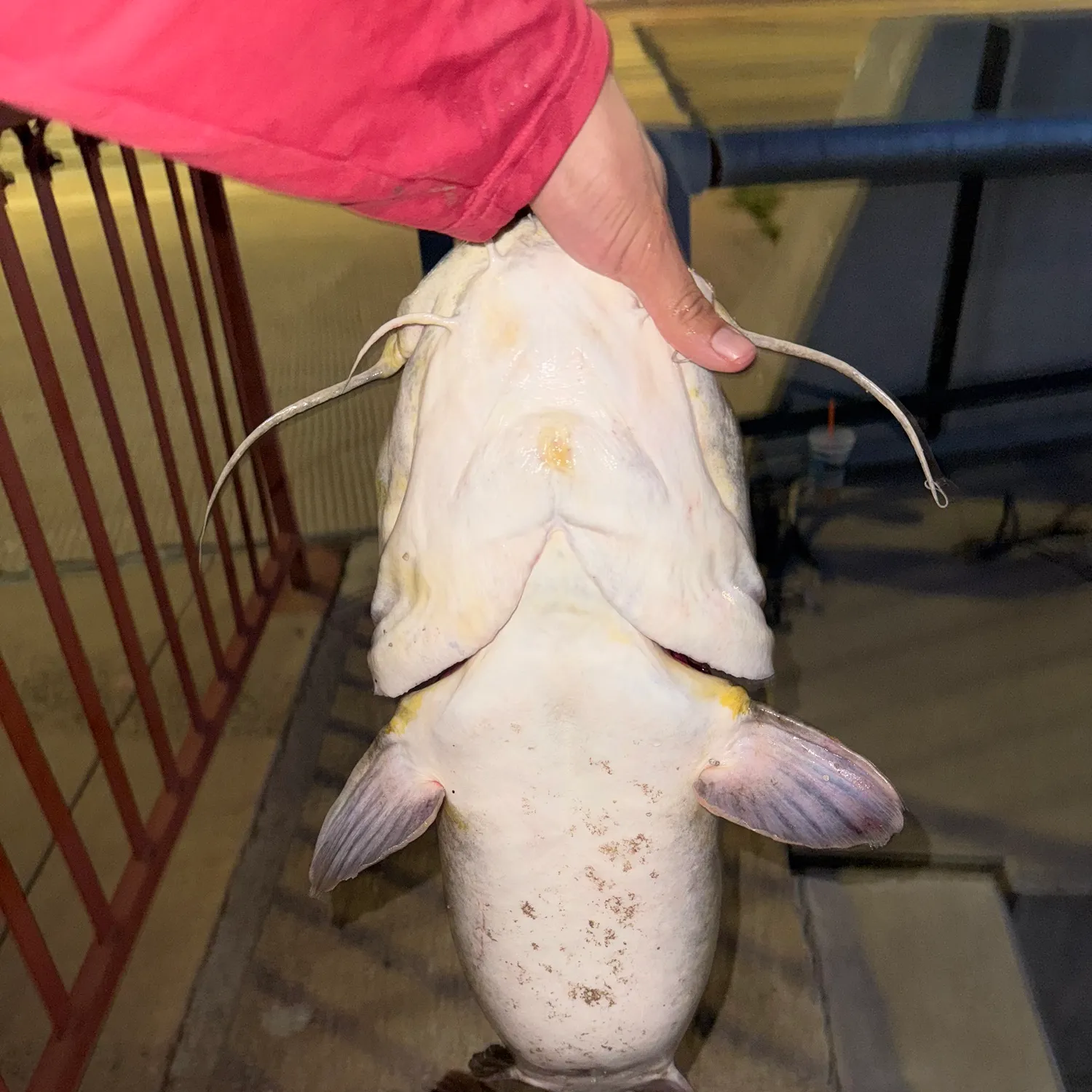Channel catfish caught on Fishbrain