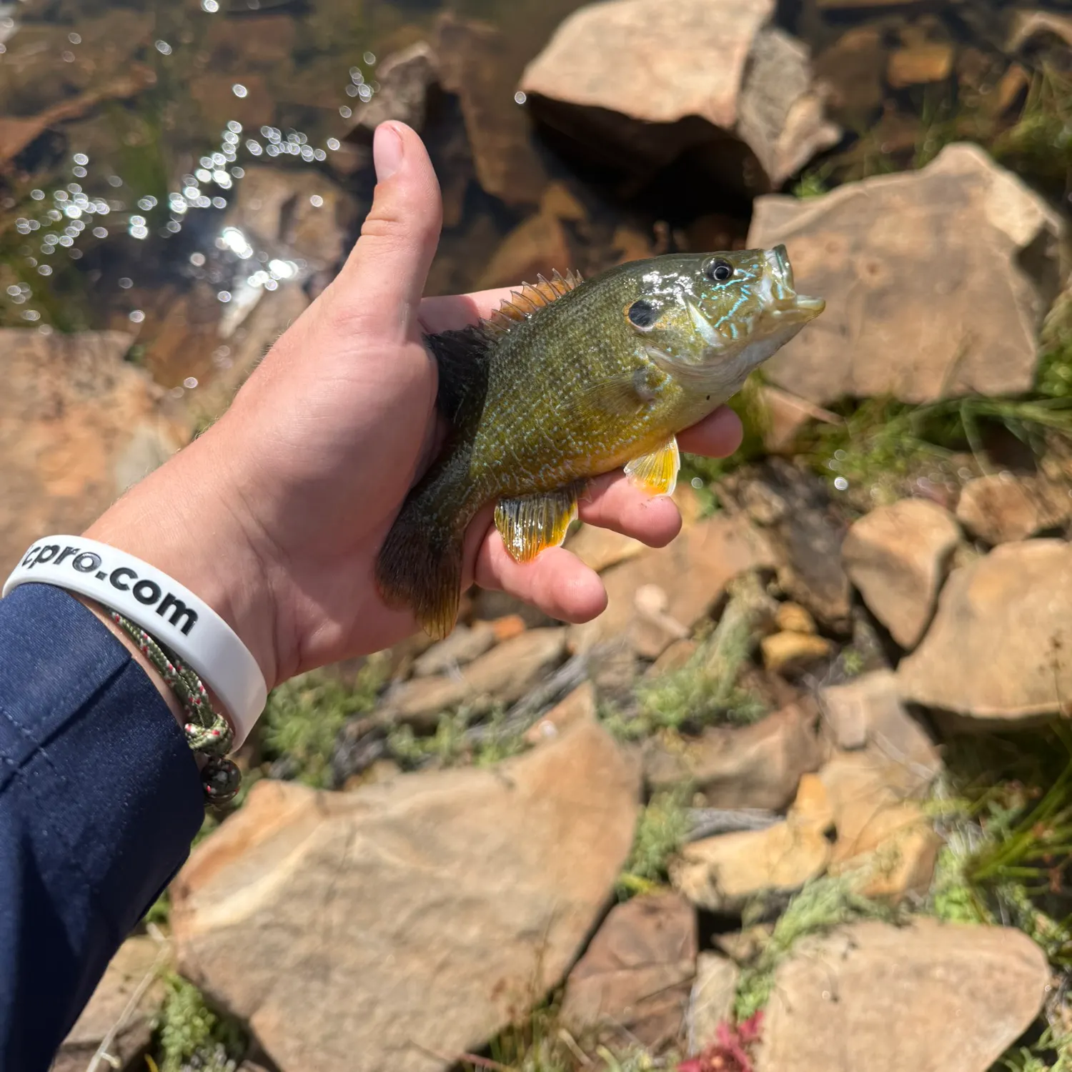 Green sunfish caught on Fishbrain
