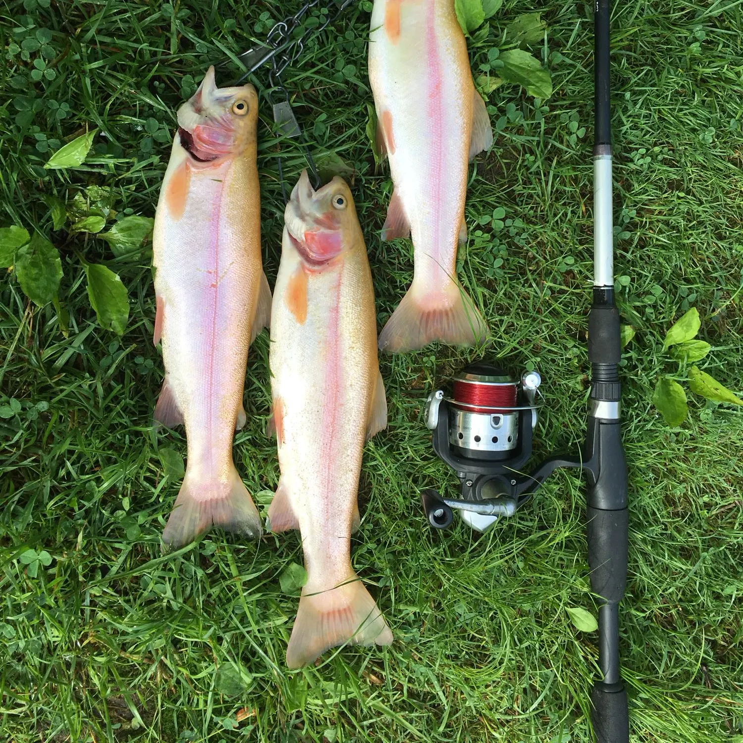 recently logged catches