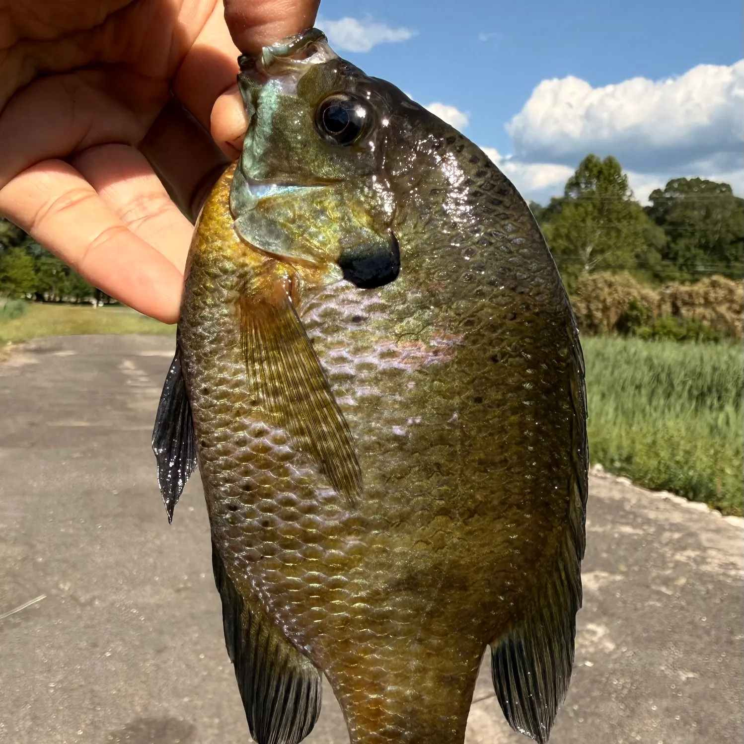 catch