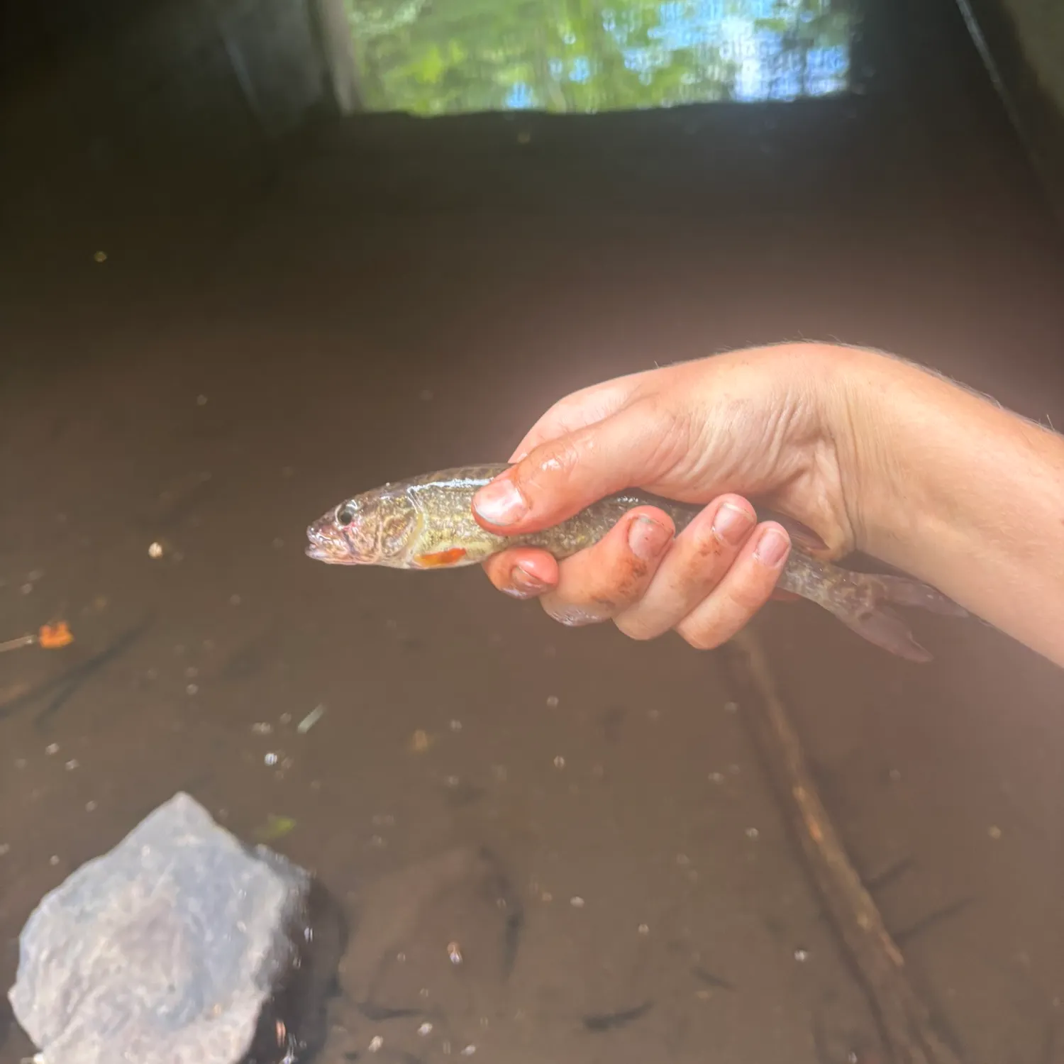 The most recent Redfin pickerel catches on Fishbrain