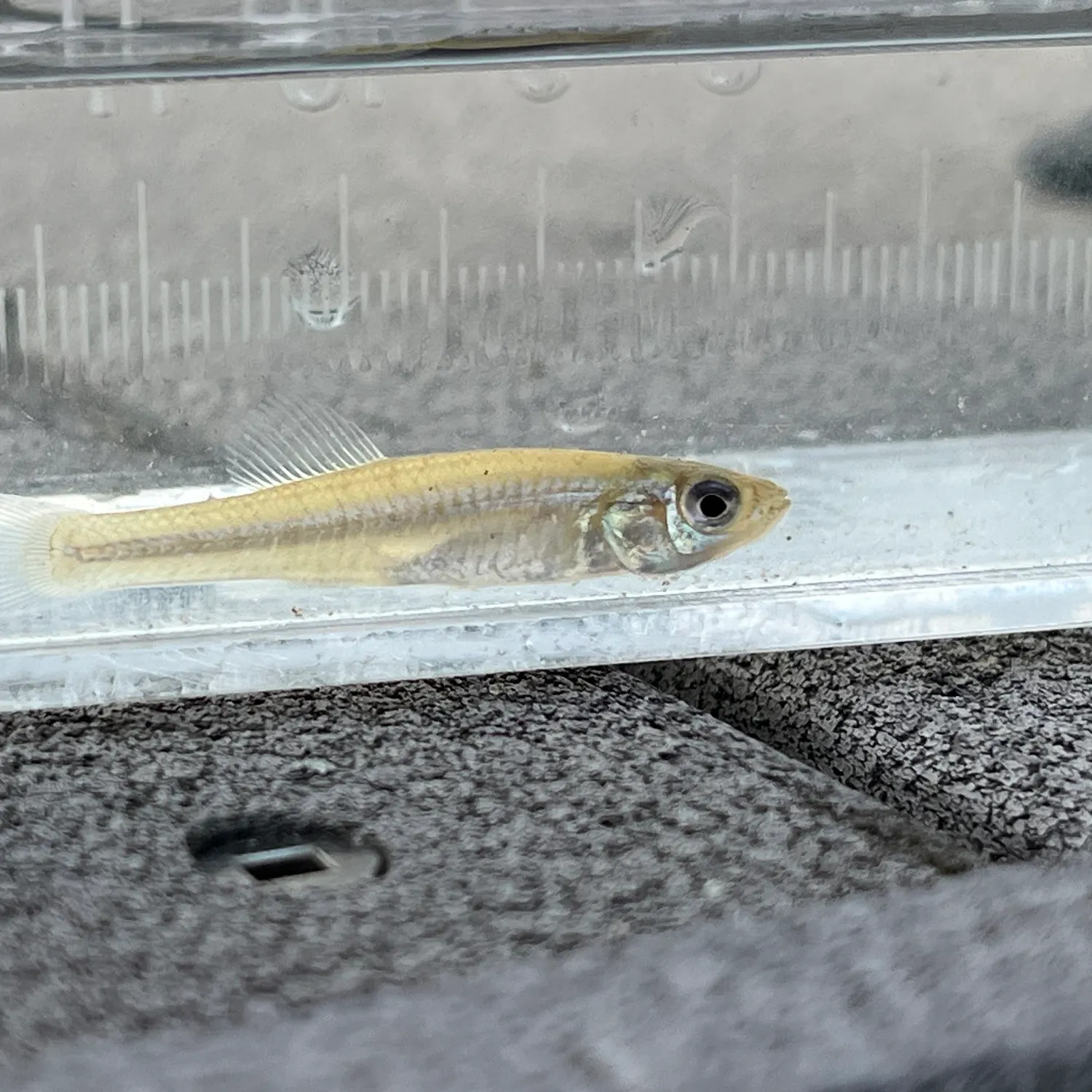 The most recent Banded killifish catches on Fishbrain