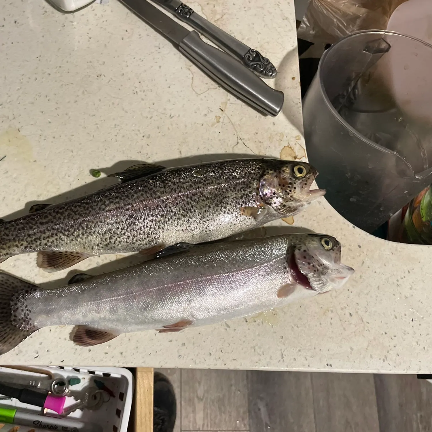 recently logged catches