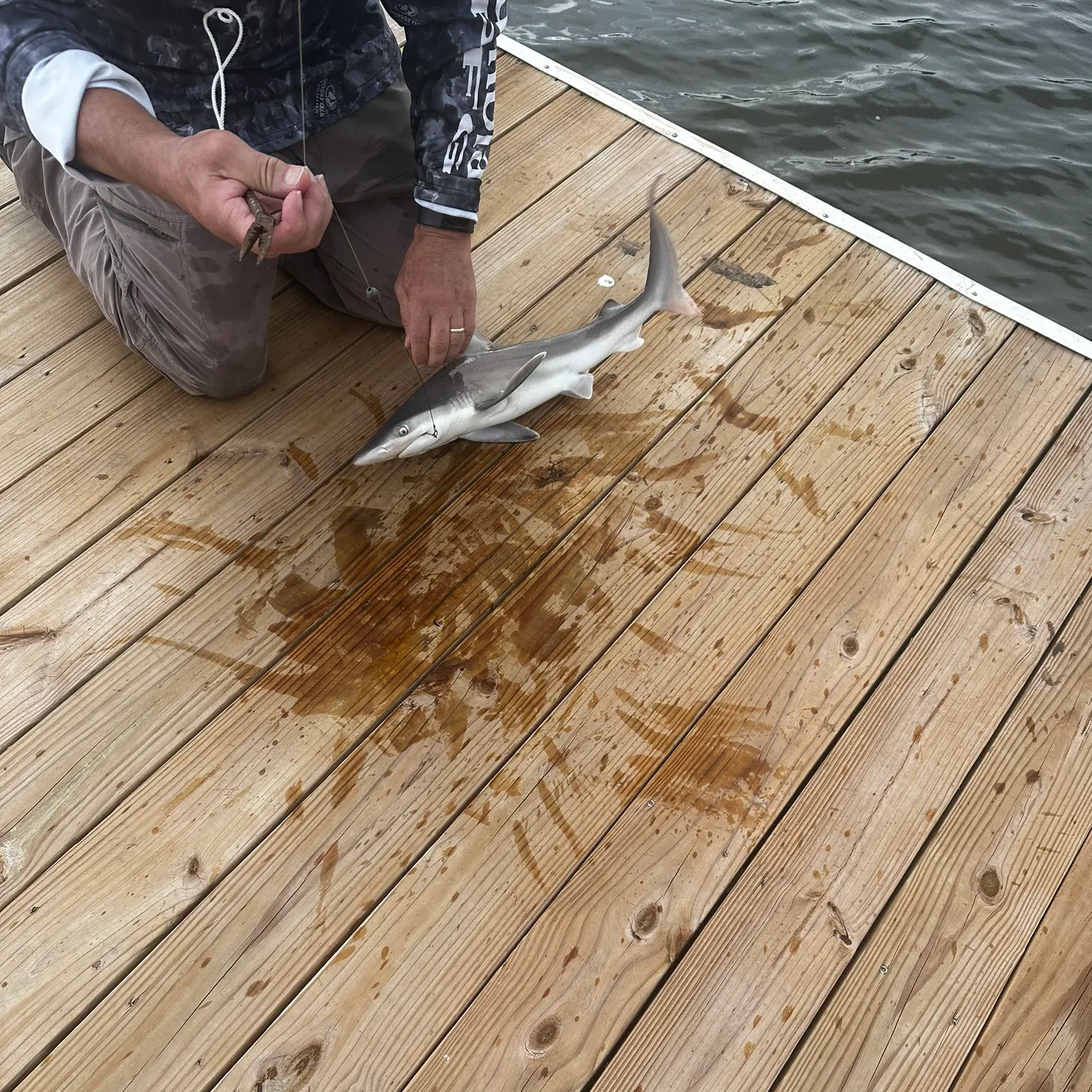 Atlantic sharpnose shark caught on Fishbrain