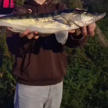 The most recent Zander catches on Fishbrain