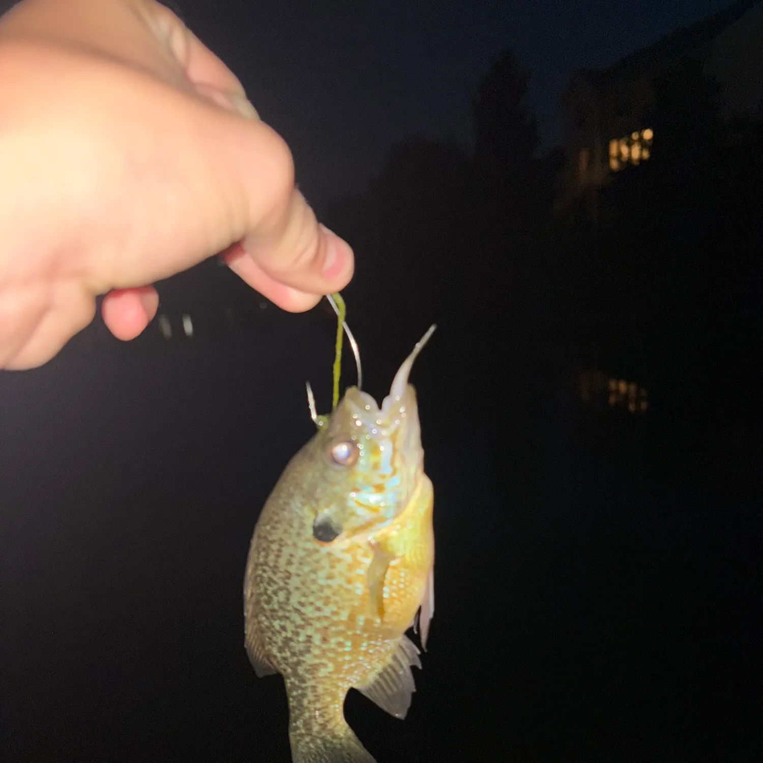 Bluegill caught on Fishbrain
