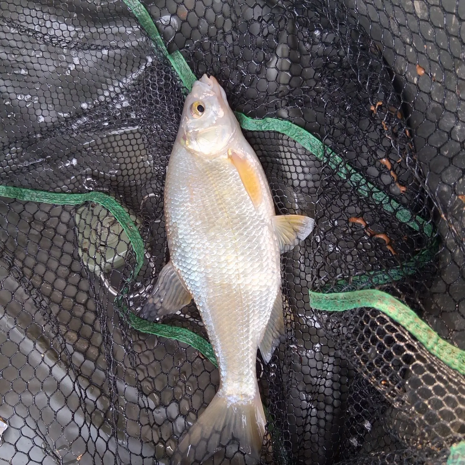 The most recent White bream catches on Fishbrain