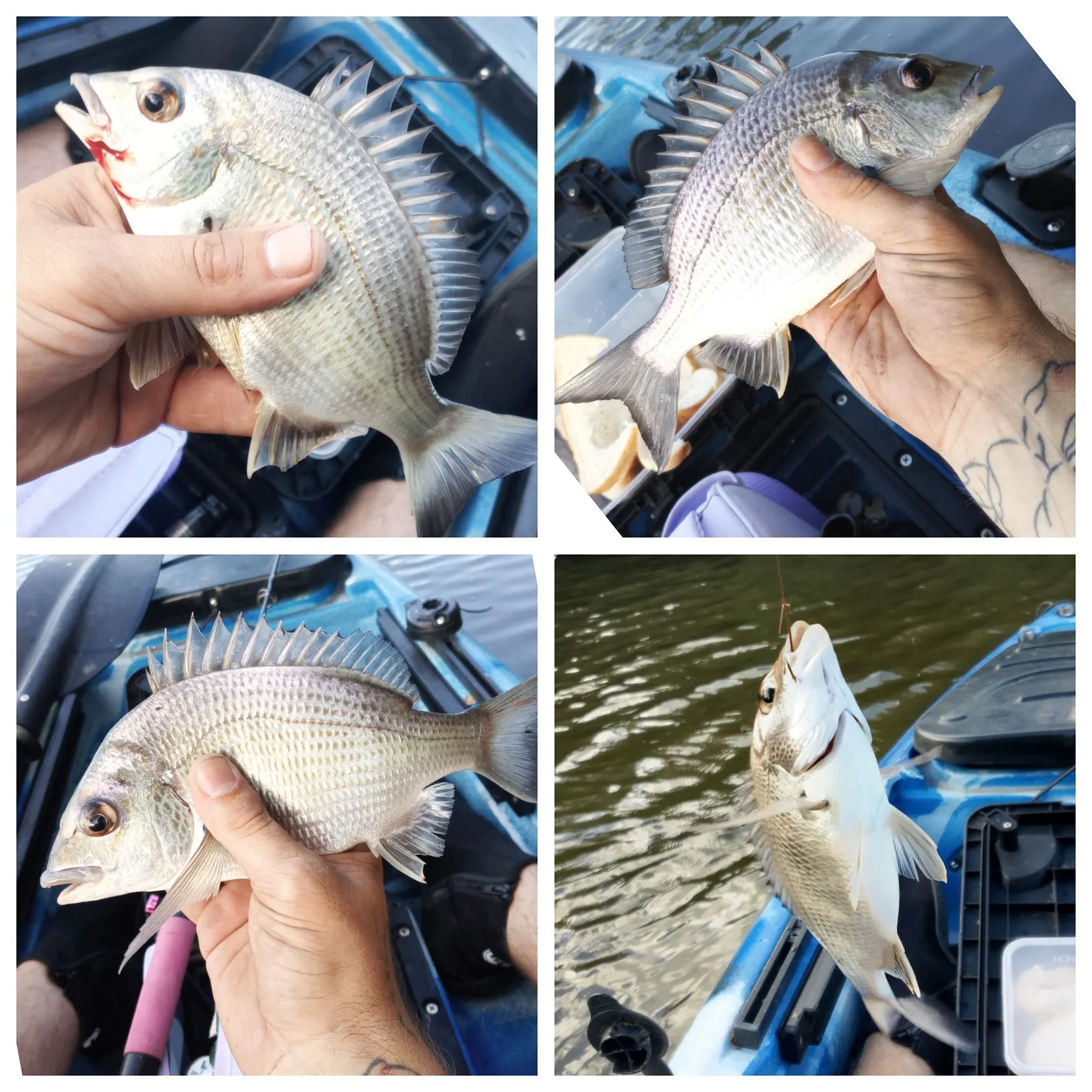 recently logged catches