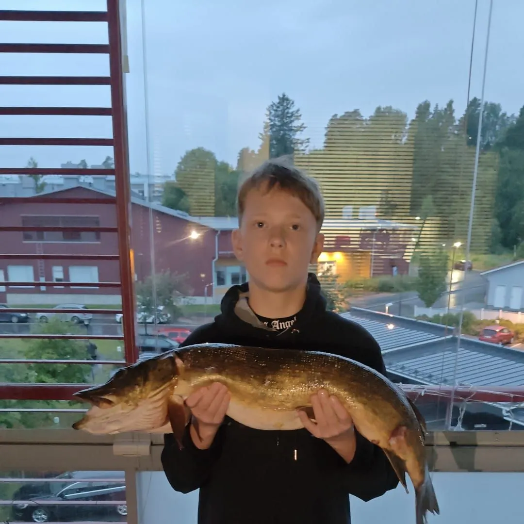Northern pike caught on Fishbrain