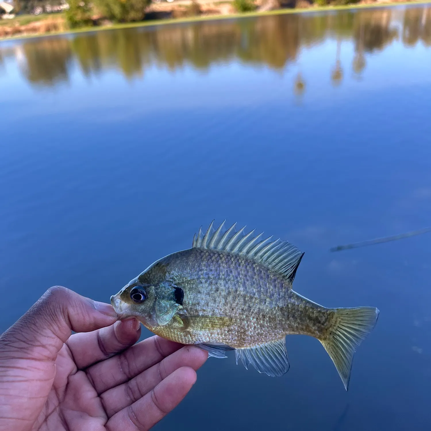 Bluegill caught on Fishbrain