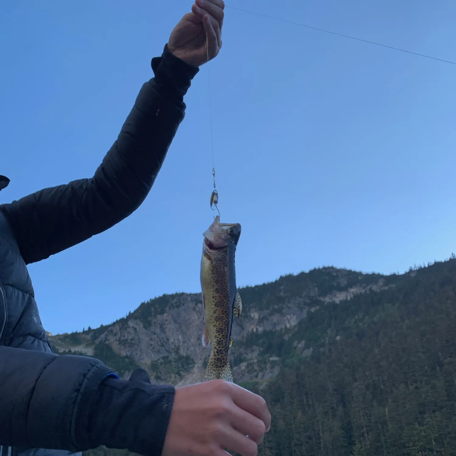 Rainbow trout caught on Fishbrain