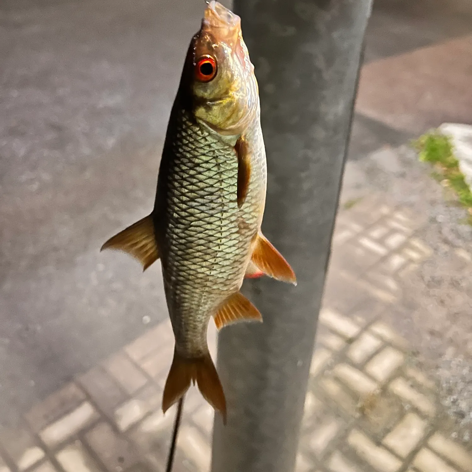 Common roach caught on Fishbrain