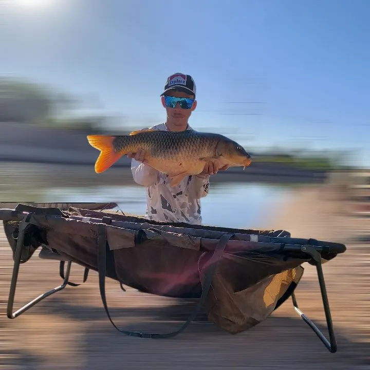 The most recent Ghost carp catches on Fishbrain