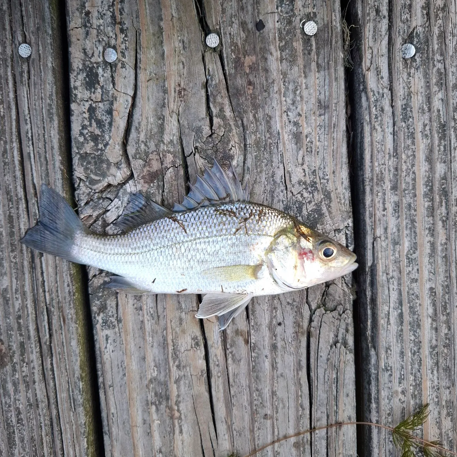 White perch caught on Fishbrain