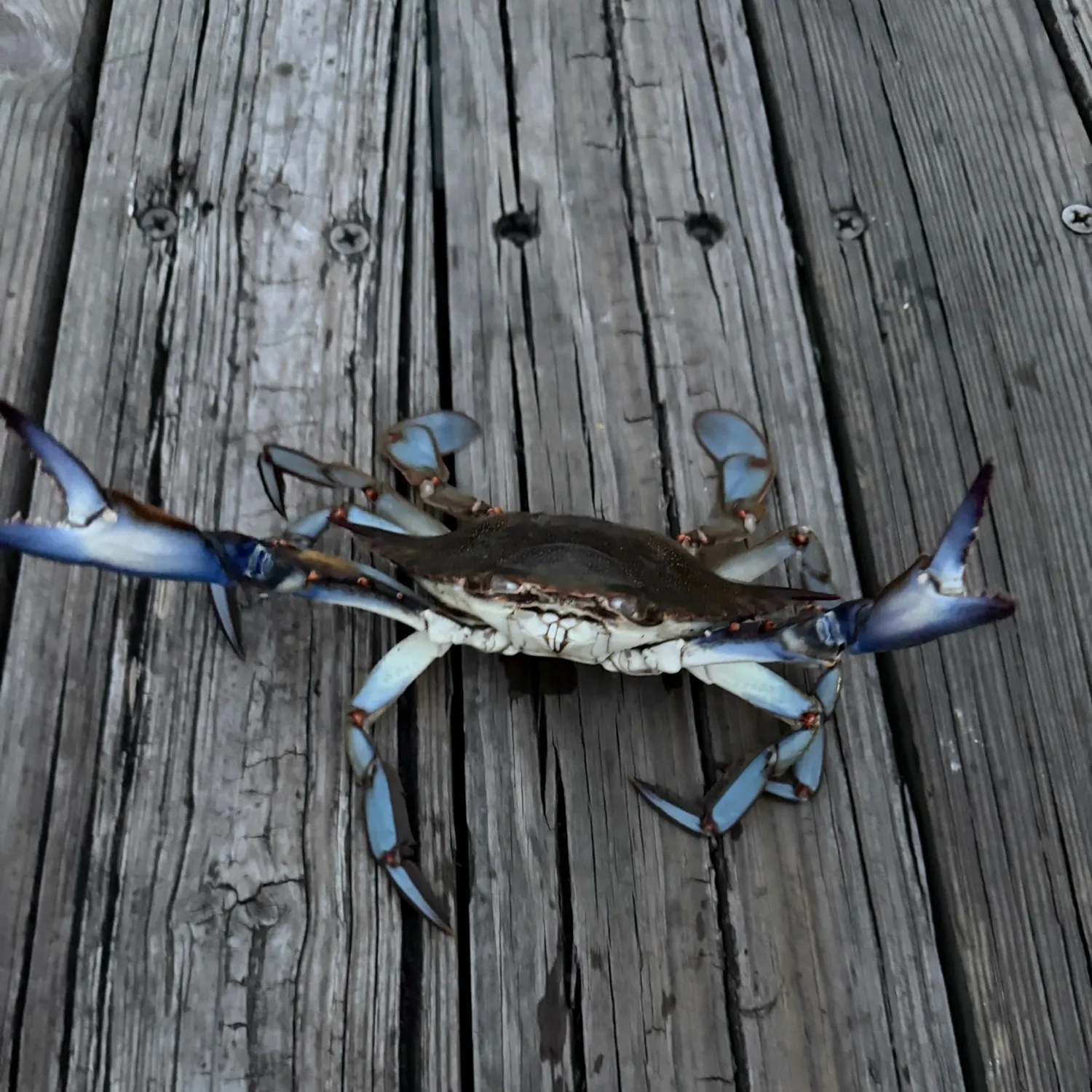Blue crab caught on Fishbrain
