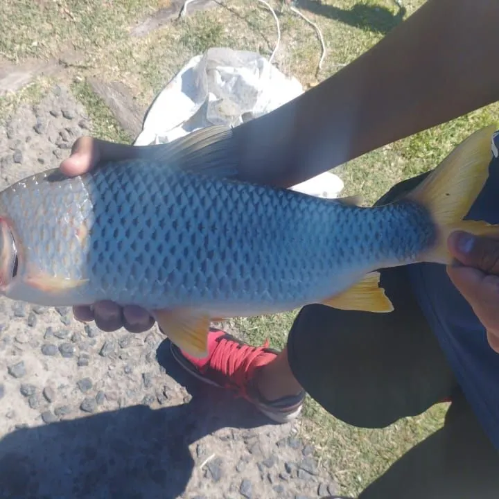 The most recent Boga catches on Fishbrain