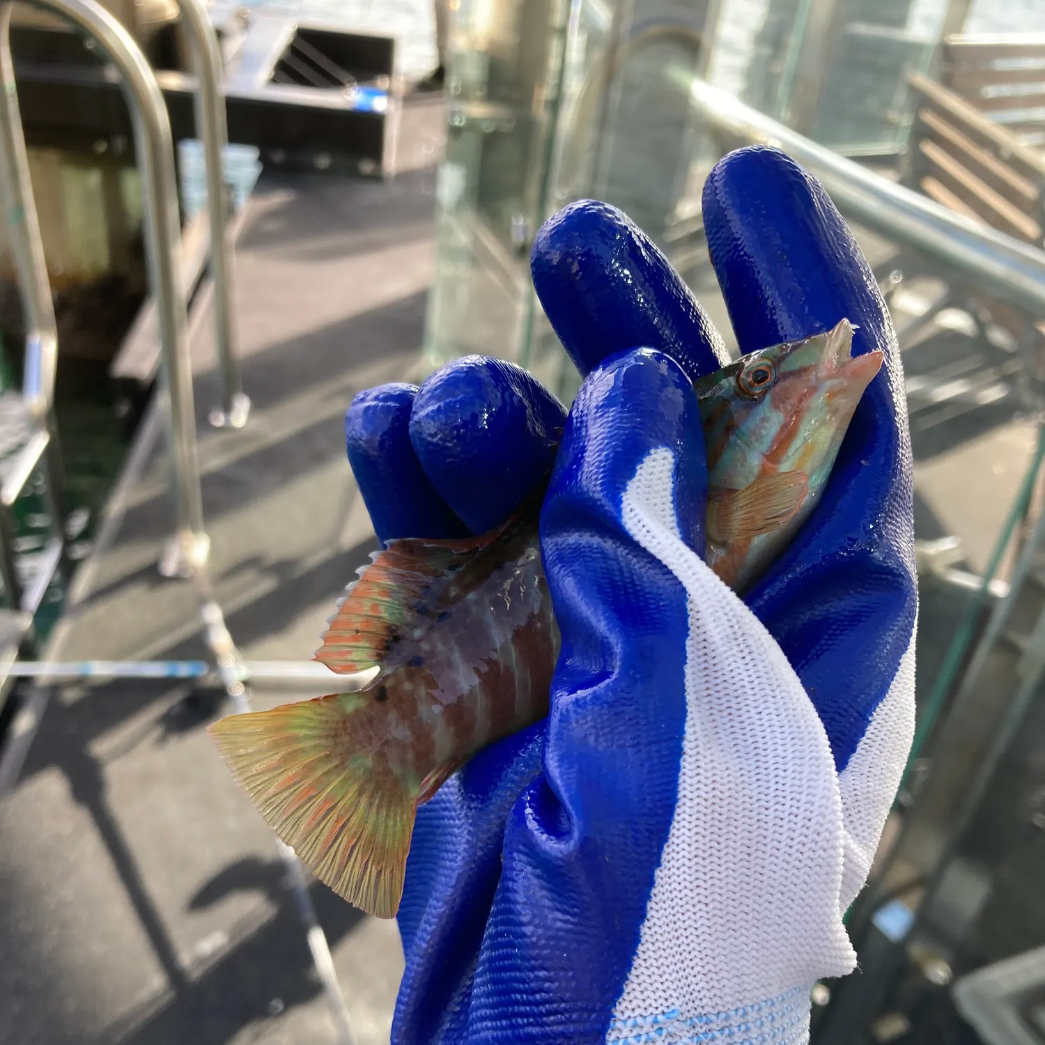 The most recent Gunther's wrasse catches on Fishbrain