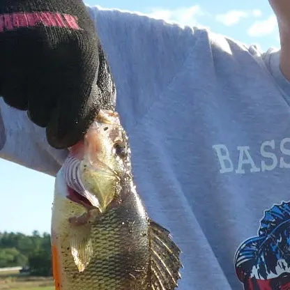 Yellow perch caught on Fishbrain