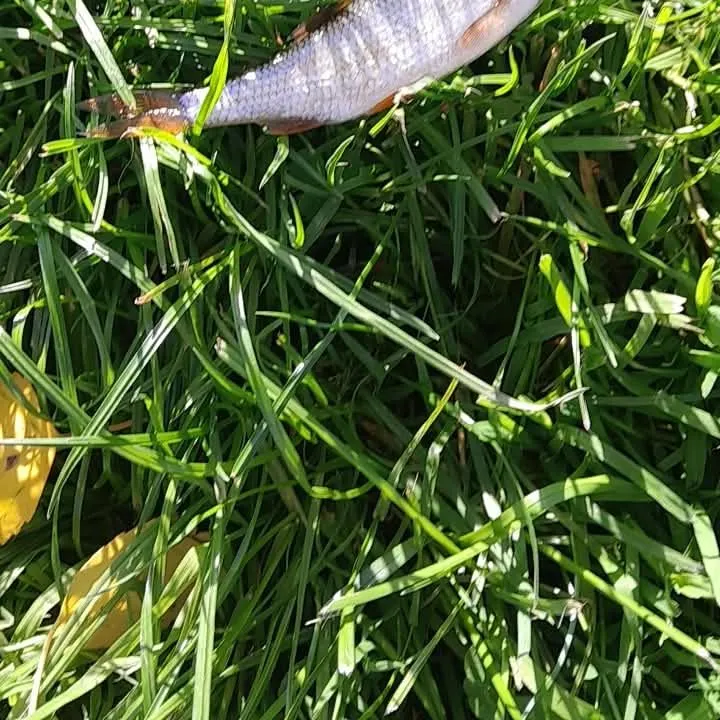 Common roach caught on Fishbrain
