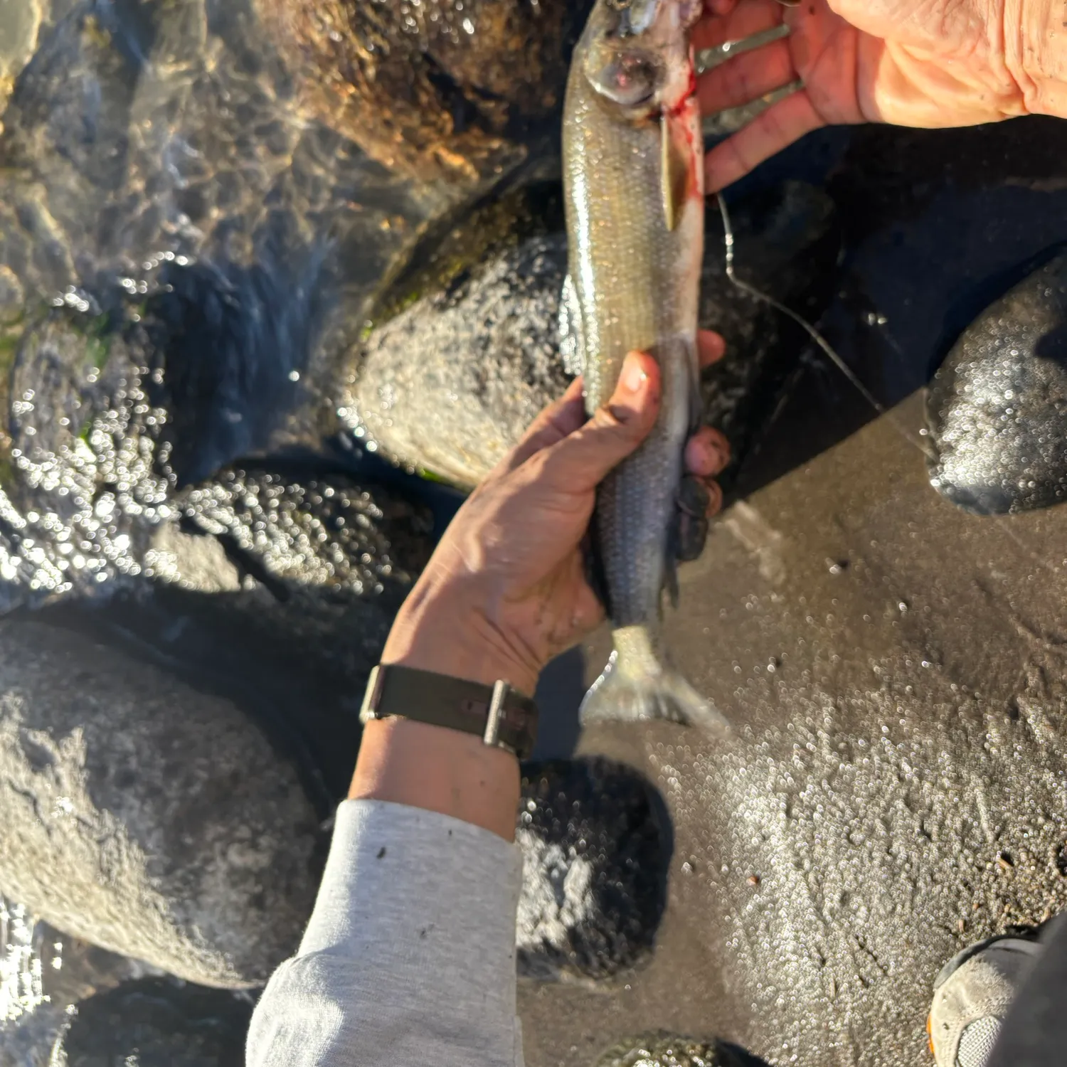 Mountain whitefish caught on Fishbrain