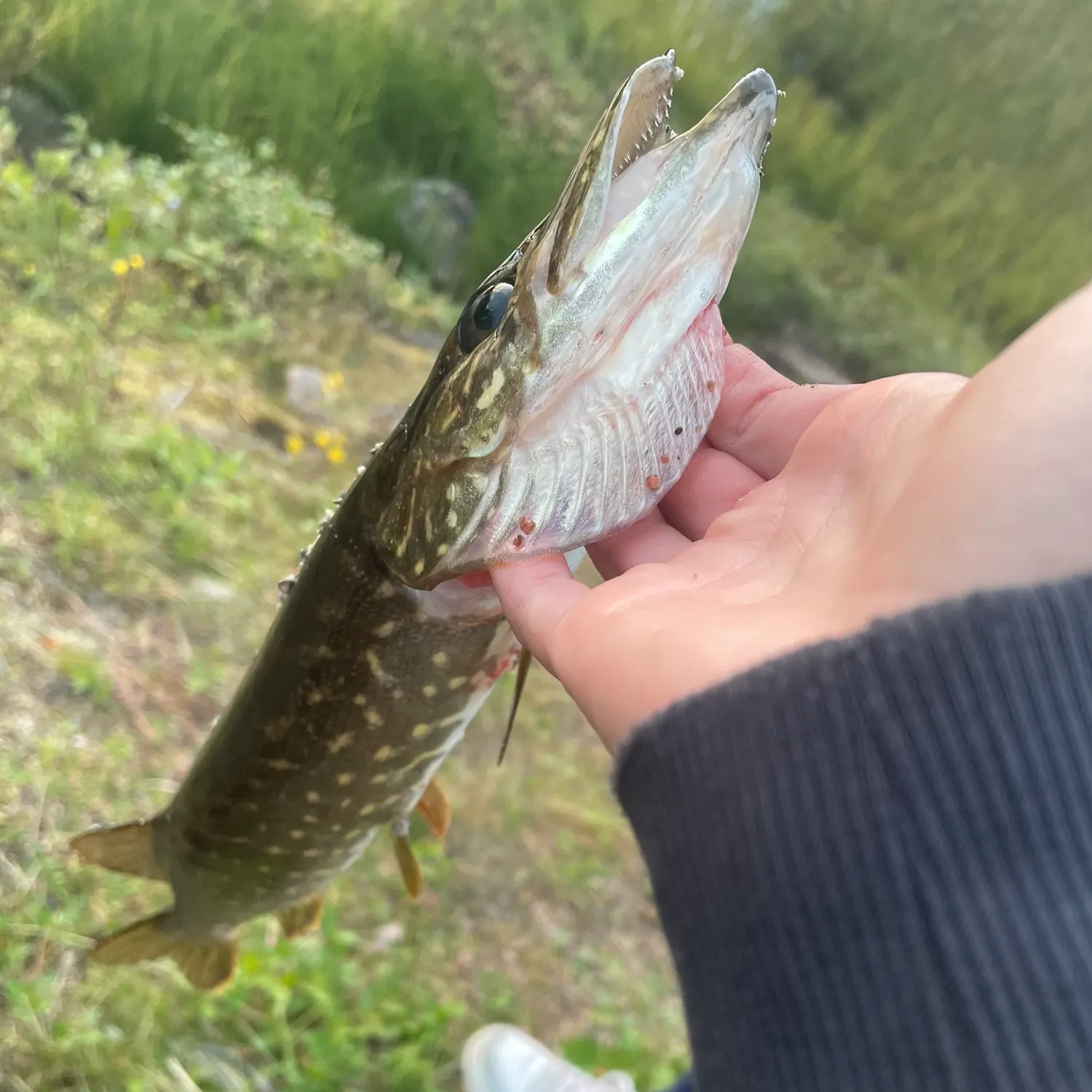 Fish caught on Fishbrain
