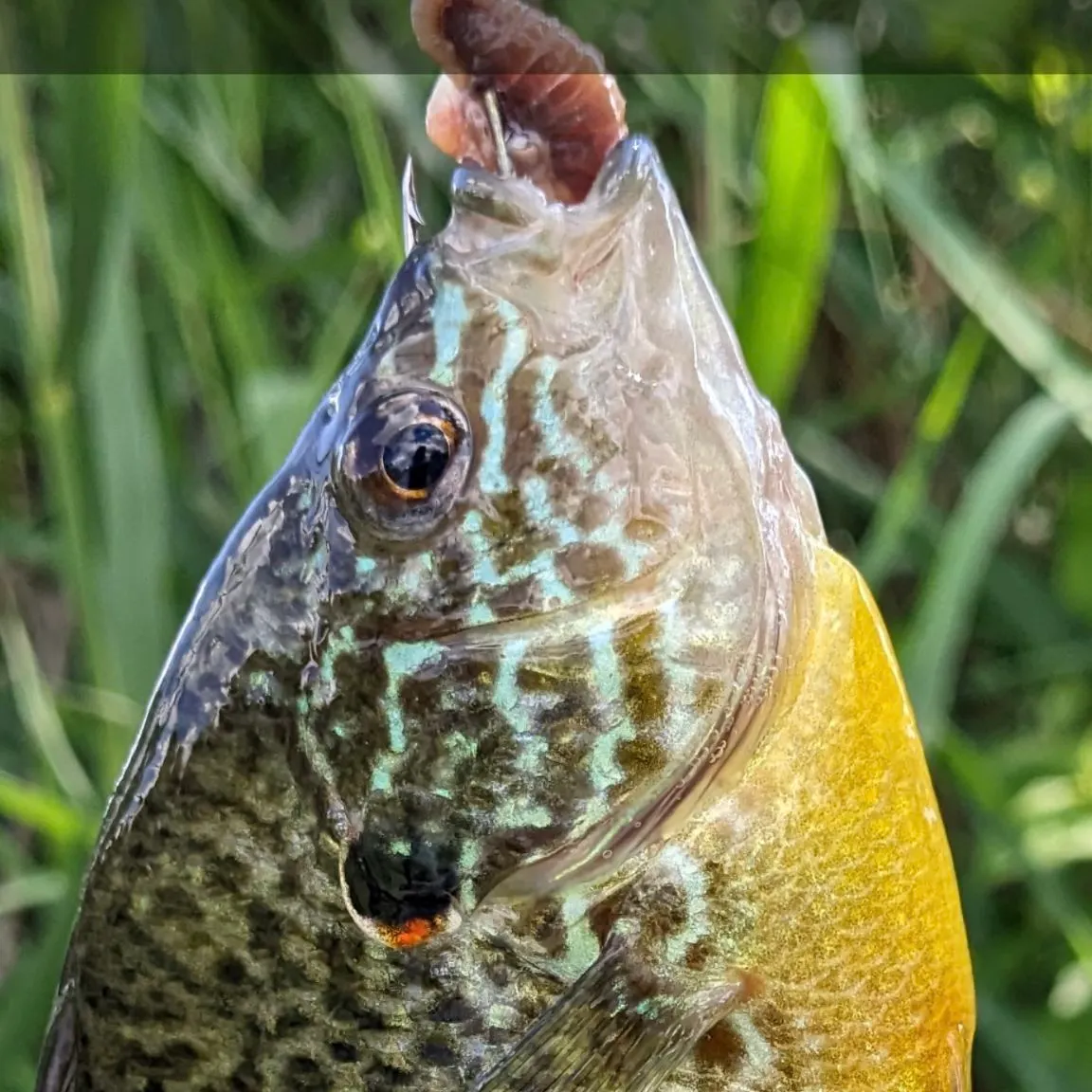 The most recent Pumpkingill hybrid catches on Fishbrain