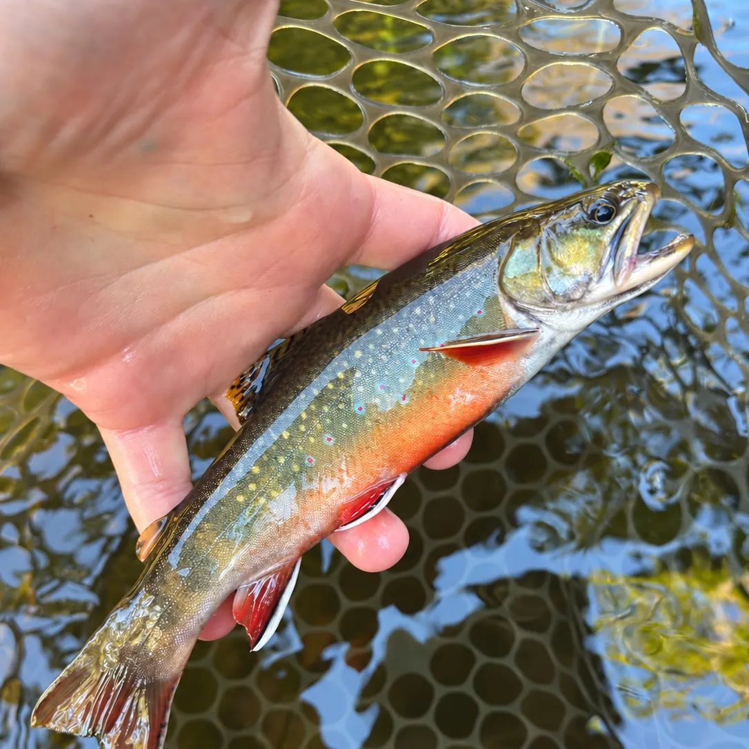 Brook trout caught on Fishbrain