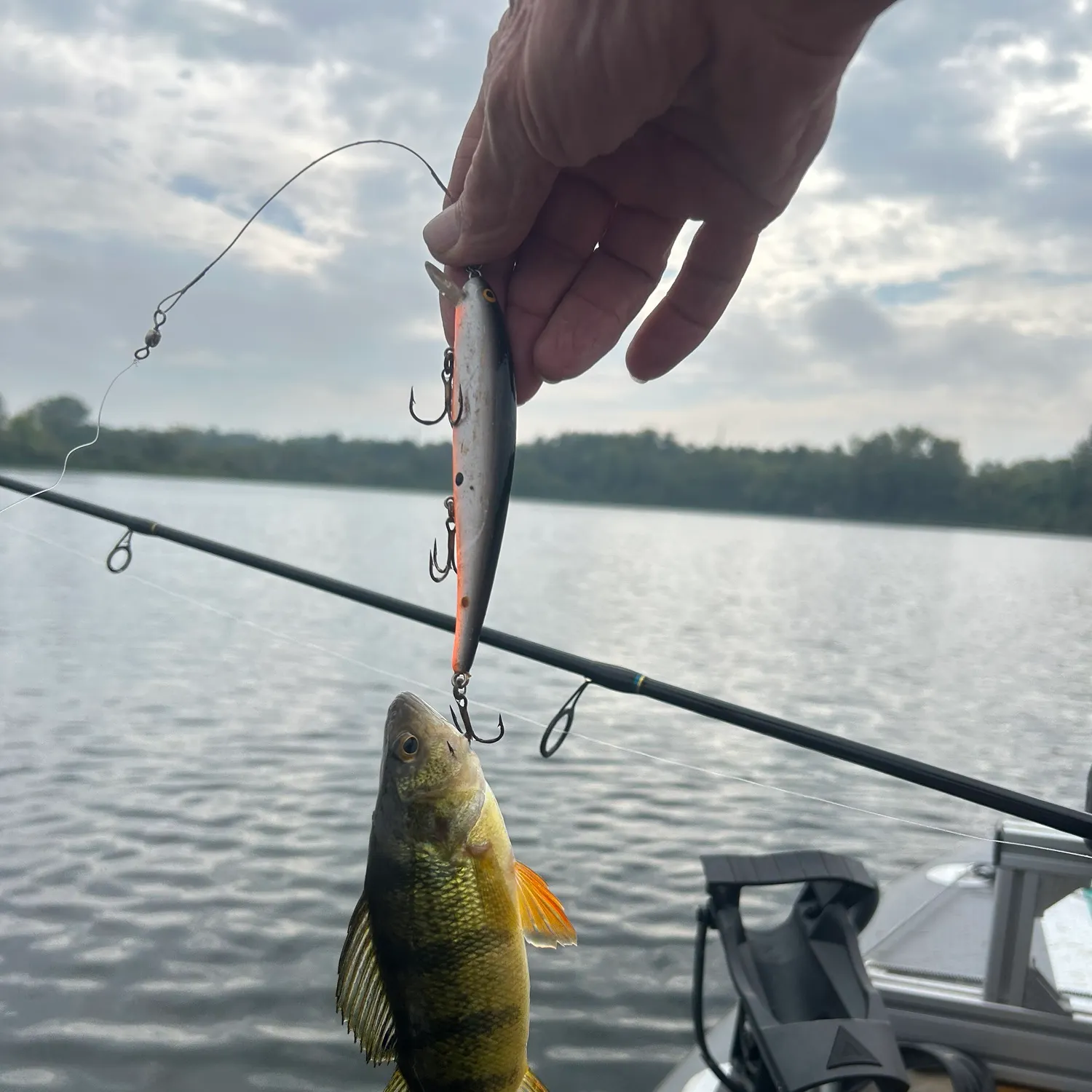 Yellow perch caught on Fishbrain