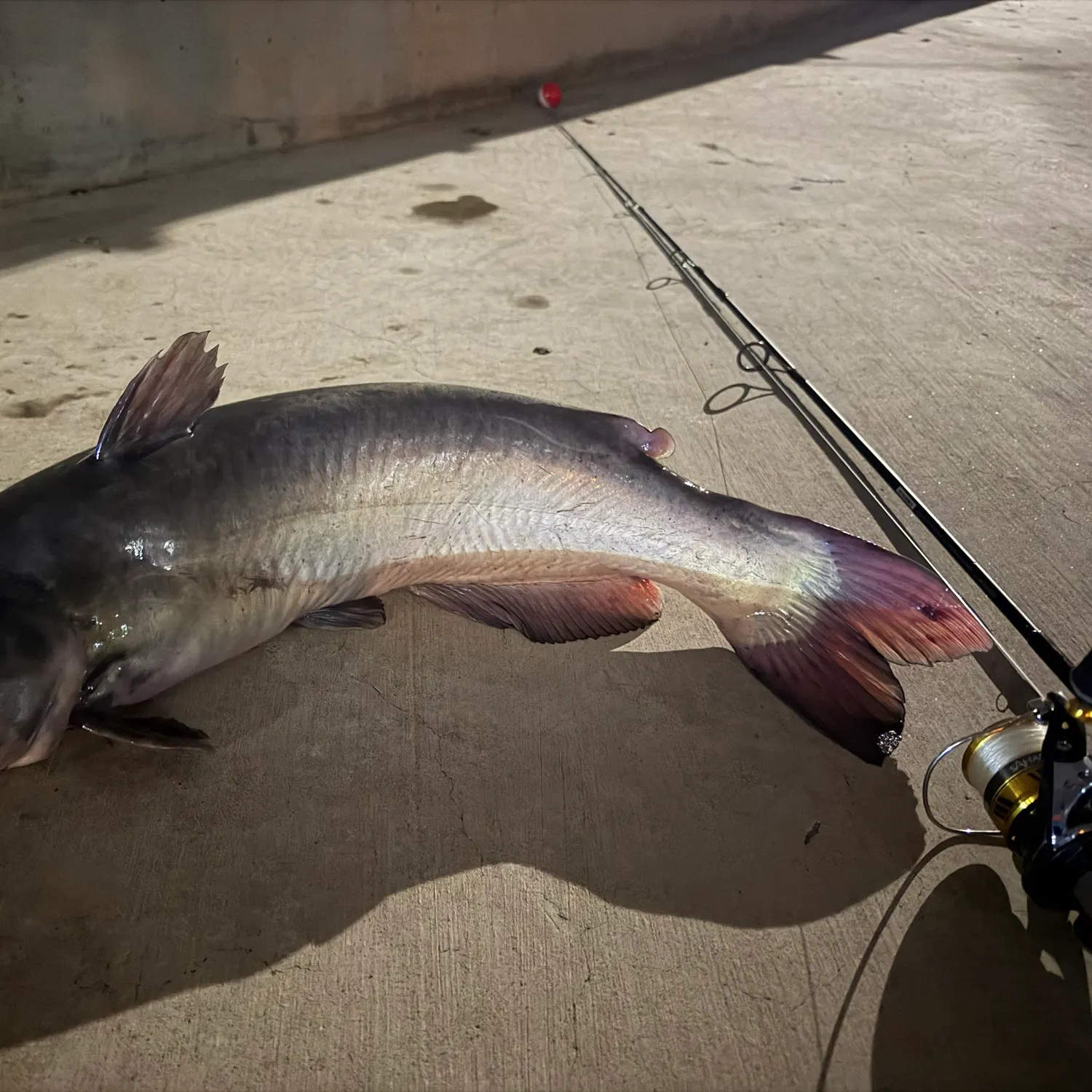 The most recent Channel catfish catches on Fishbrain