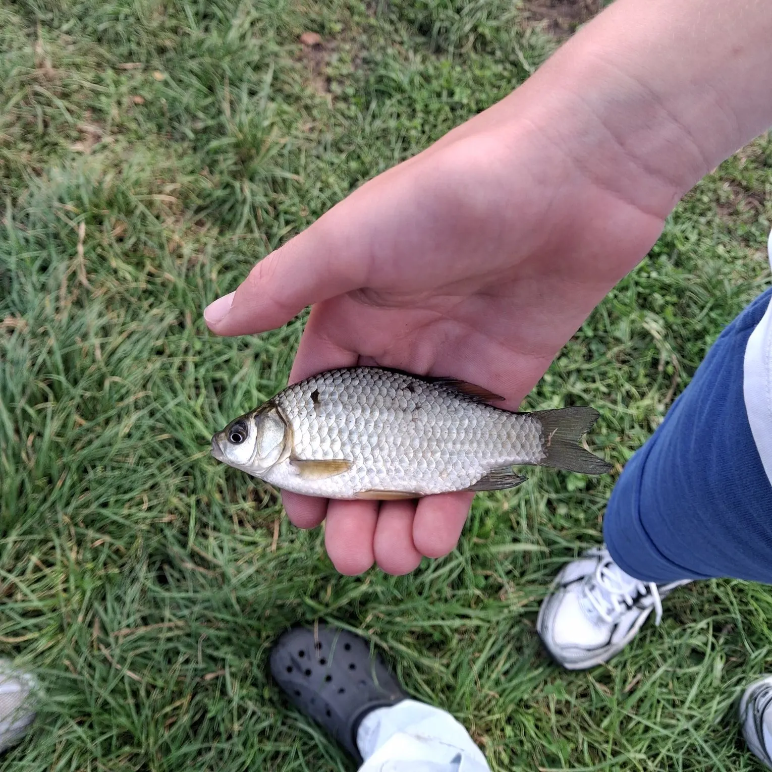 Crucian carp caught on Fishbrain
