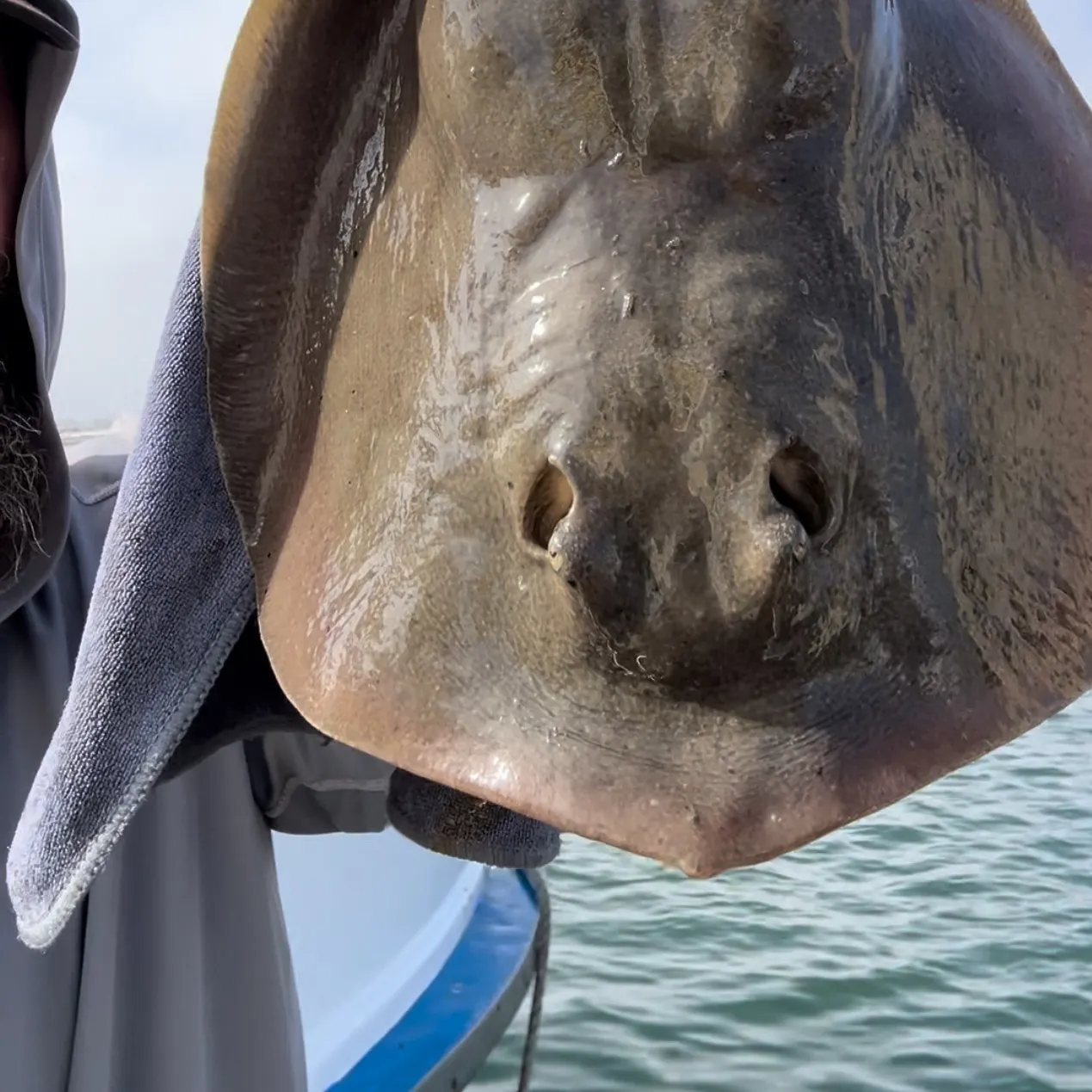 The most recent Sepia stingray catches on Fishbrain