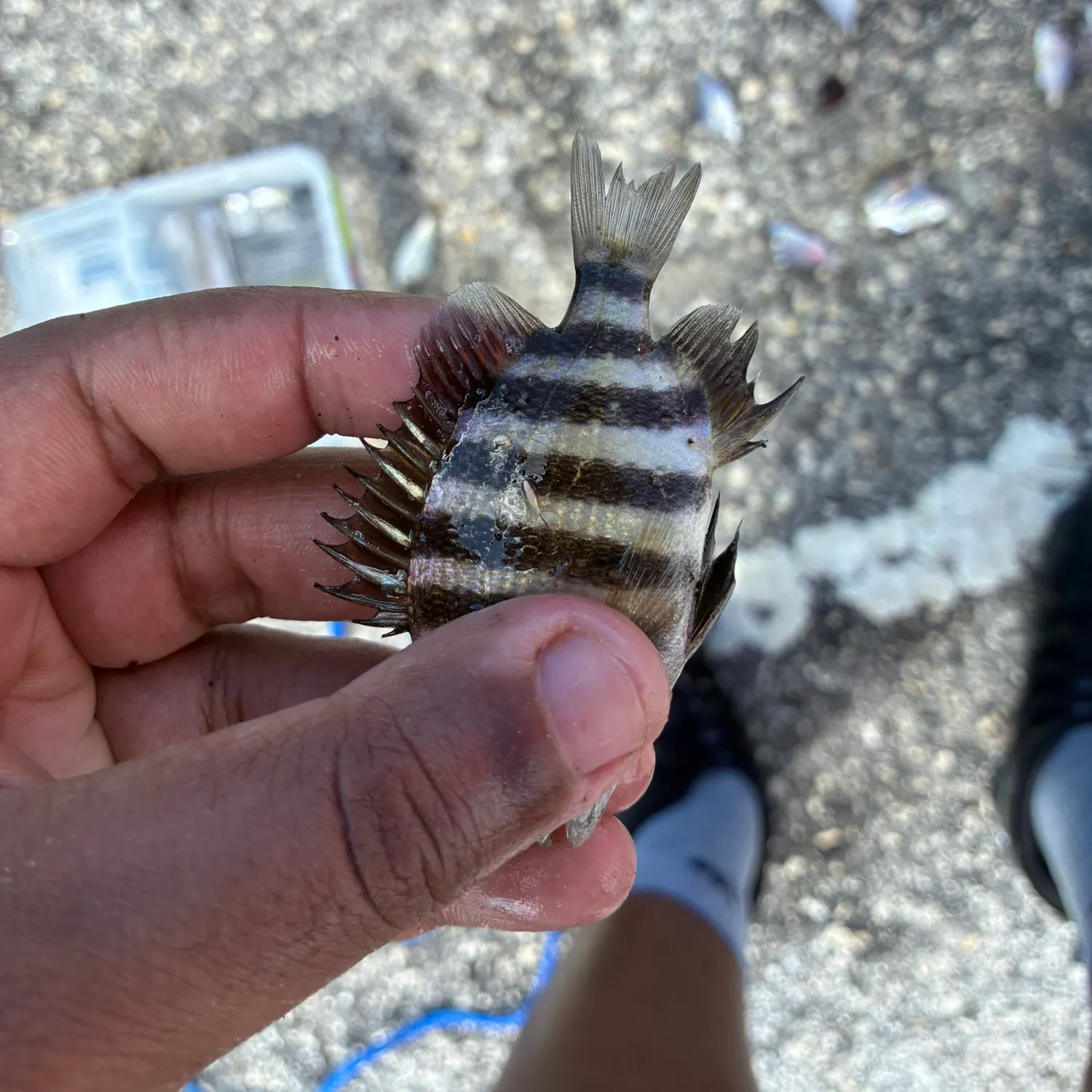 Sheepshead caught on Fishbrain