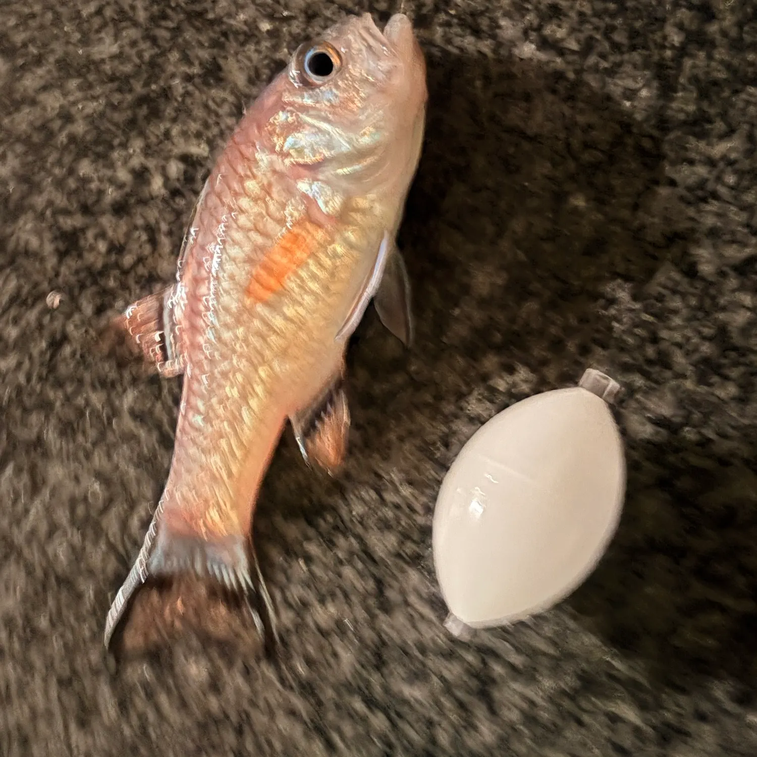 The most recent Orange goatfish catches on Fishbrain