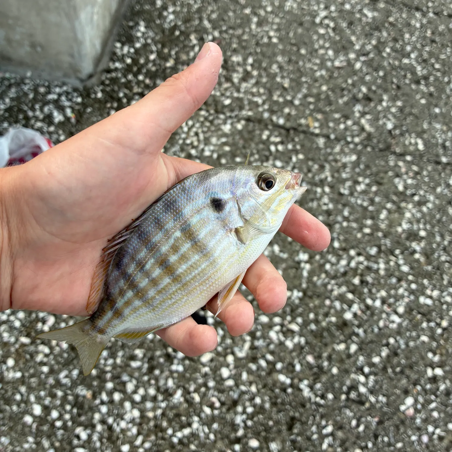 Pinfish caught on Fishbrain
