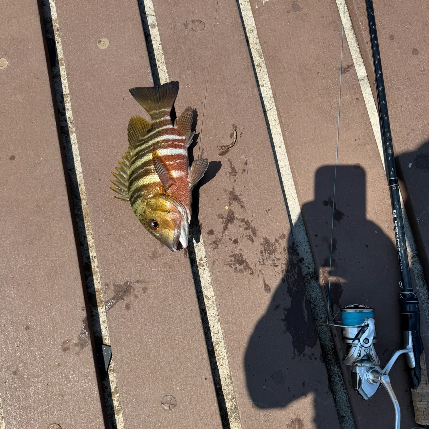 Mexican barred snapper caught on Fishbrain