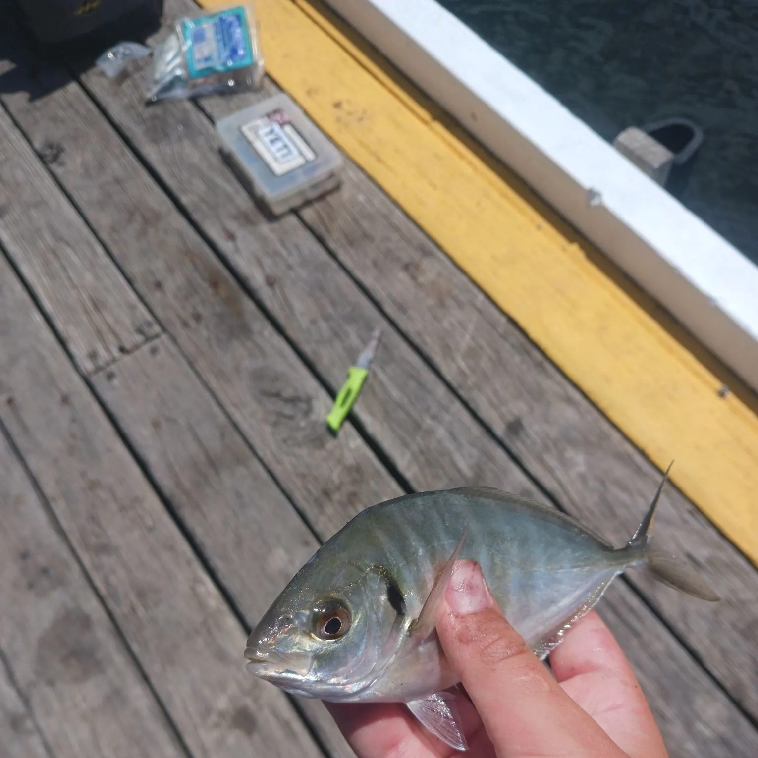 The most recent White trevally catches on Fishbrain