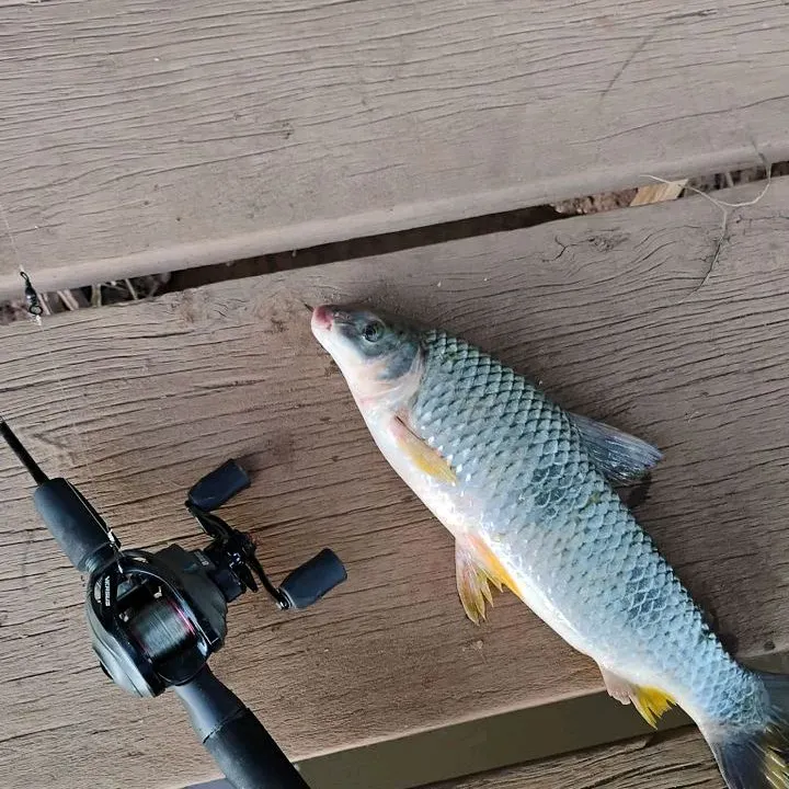 most liked catch image