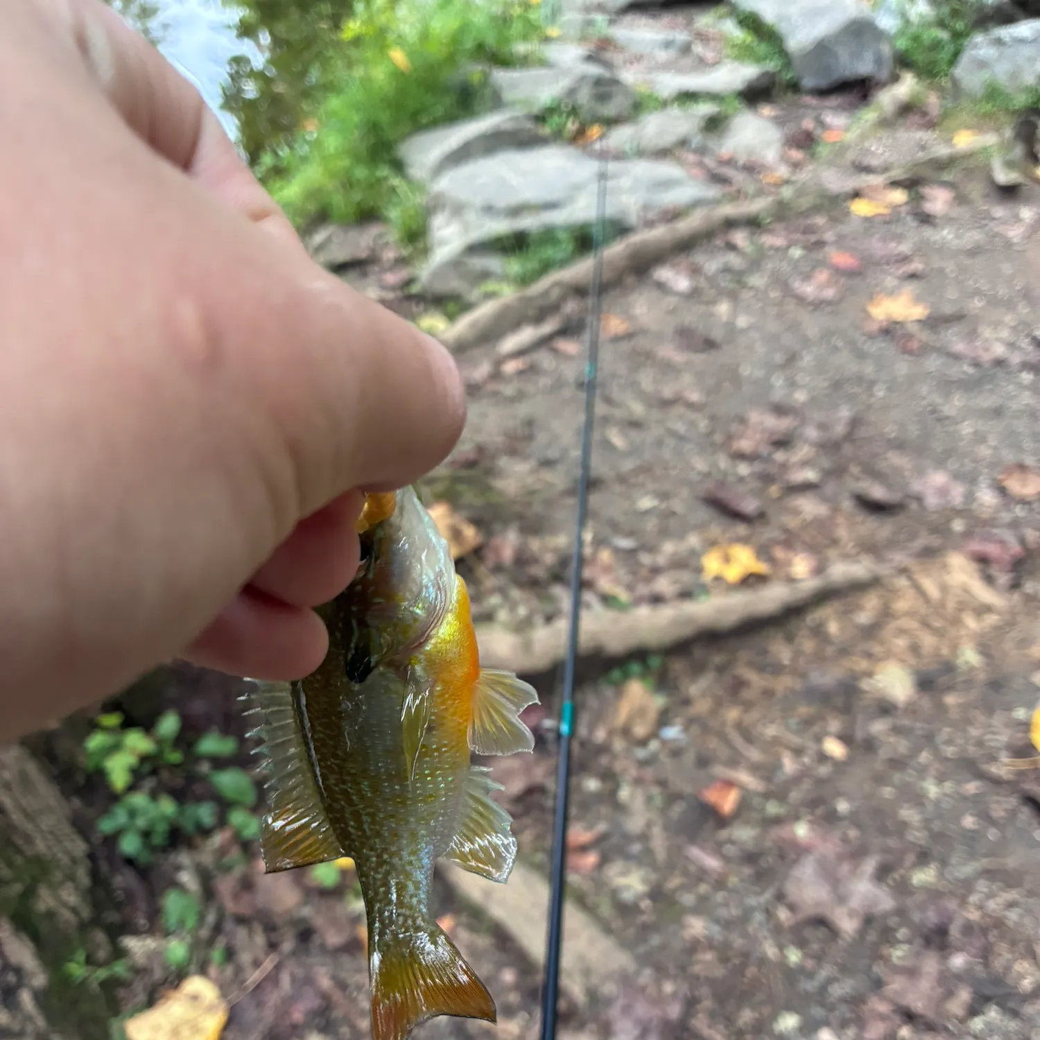 Redbreast sunfish caught on Fishbrain