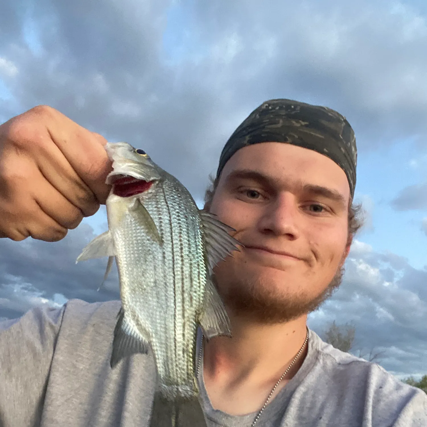 White bass caught on Fishbrain