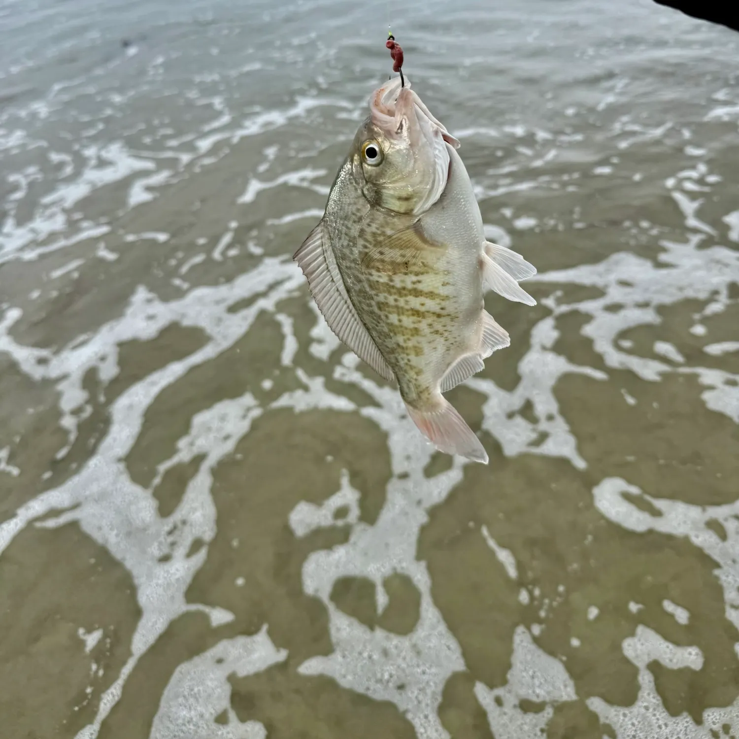 The most recent Calico surfperch catches on Fishbrain