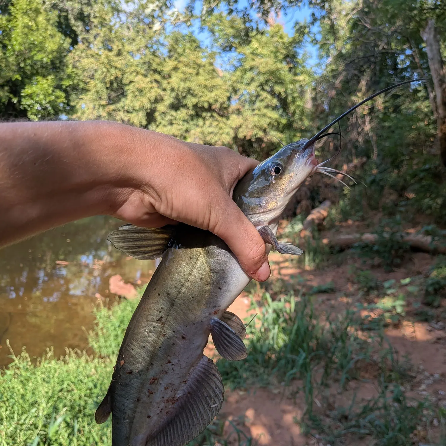 Channel catfish caught on Fishbrain
