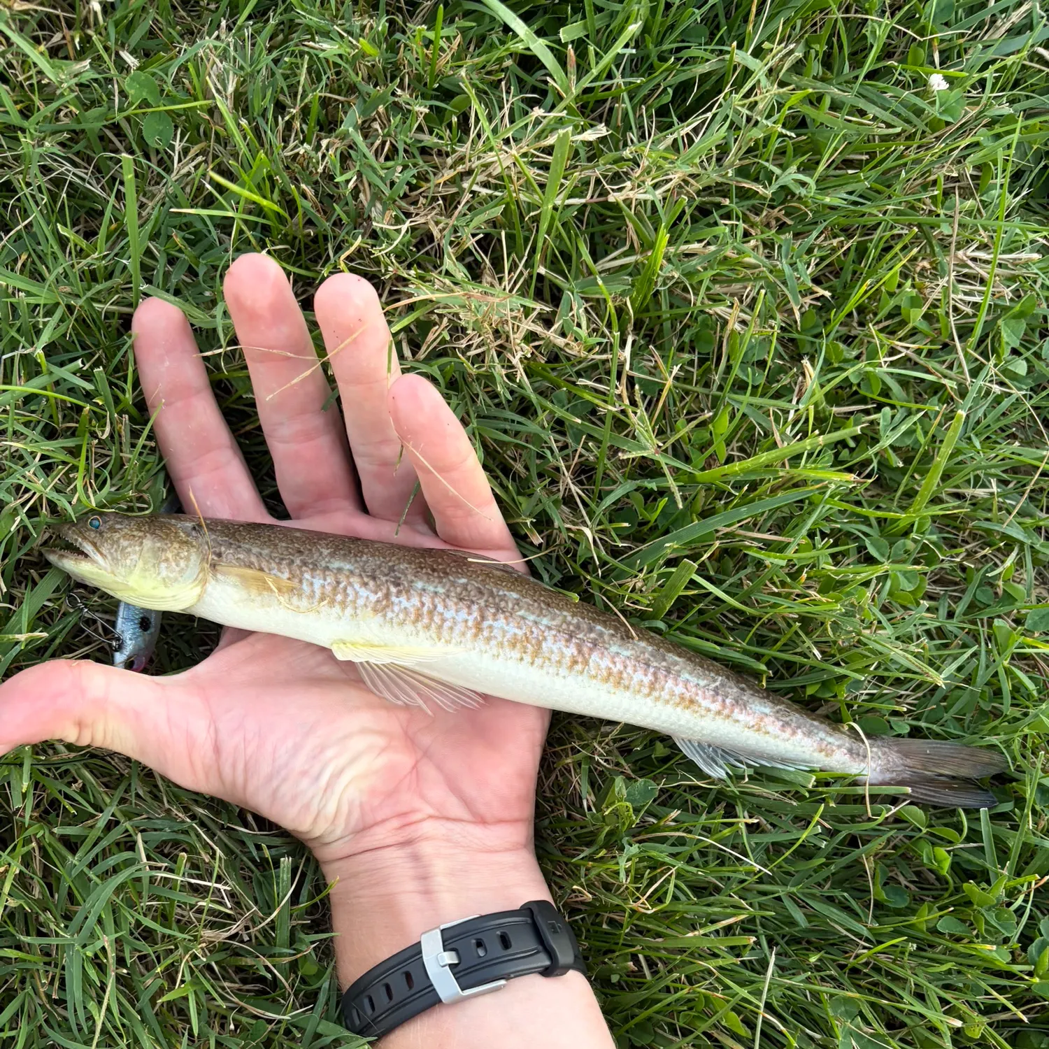 Inshore lizardfish caught on Fishbrain
