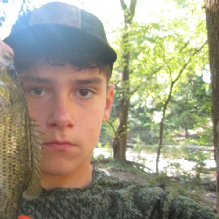 Rock bass caught on Fishbrain