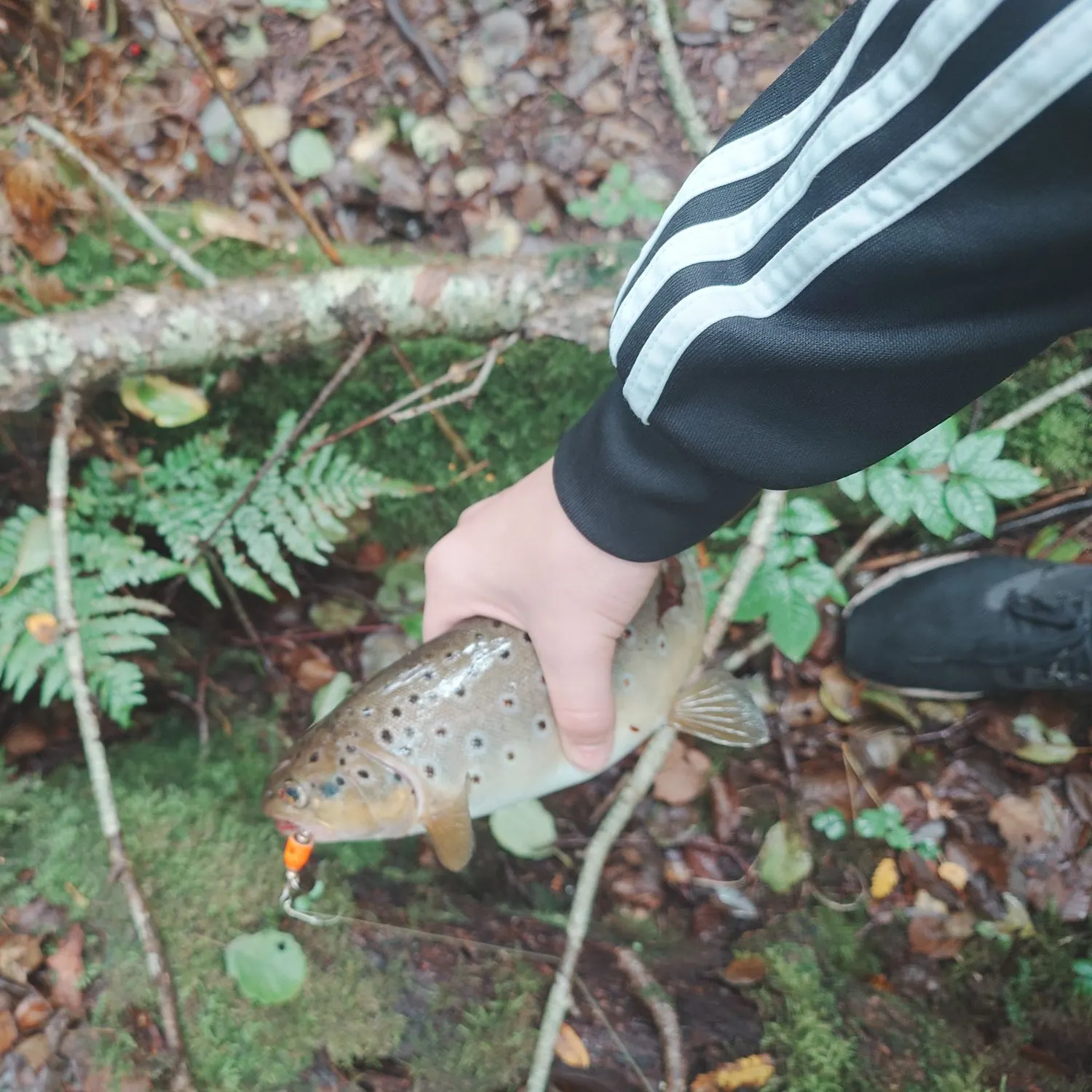Brown trout caught on Fishbrain