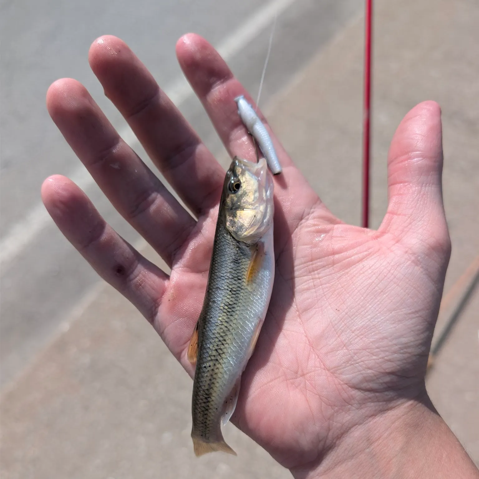 Creek chub caught on Fishbrain