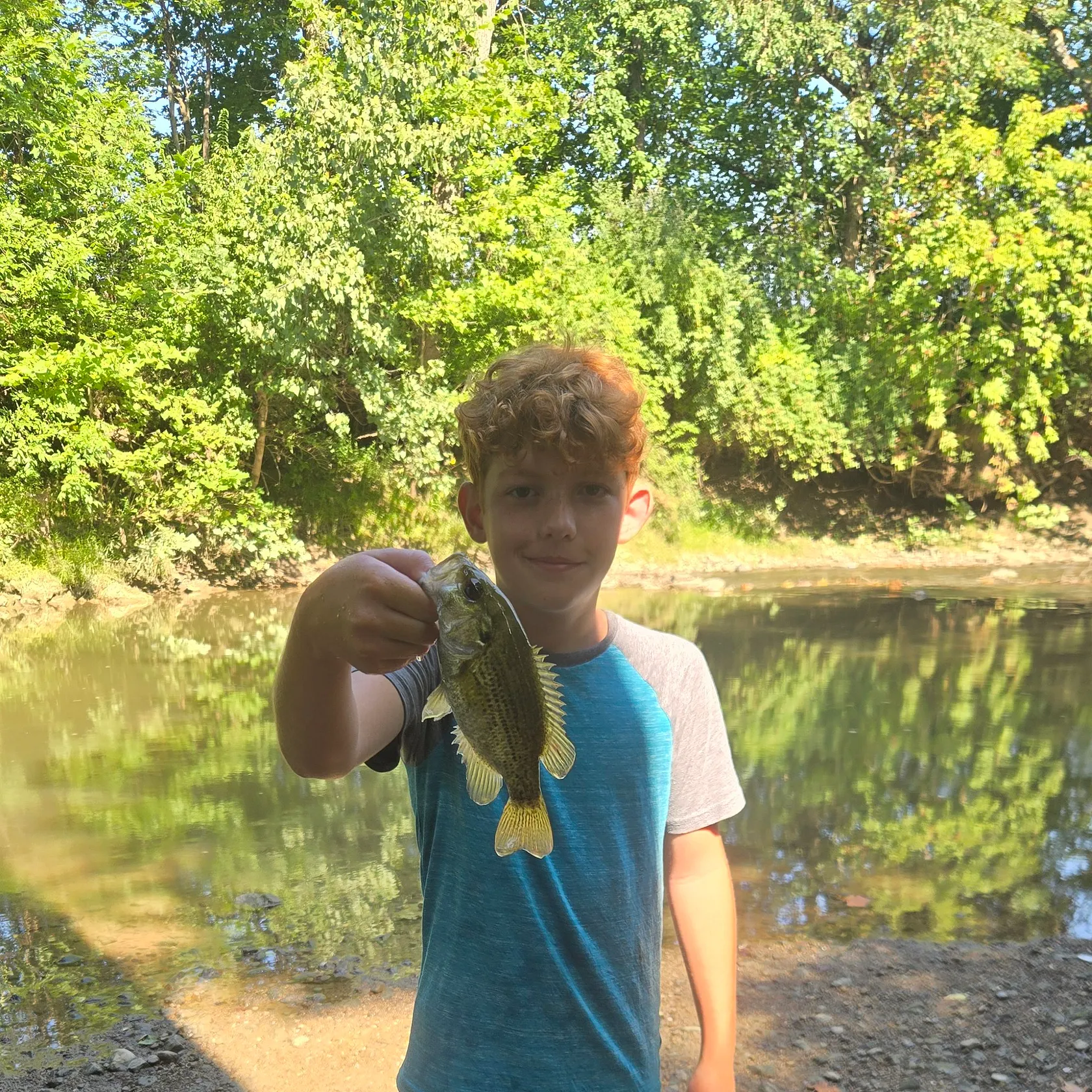 Rock bass caught on Fishbrain