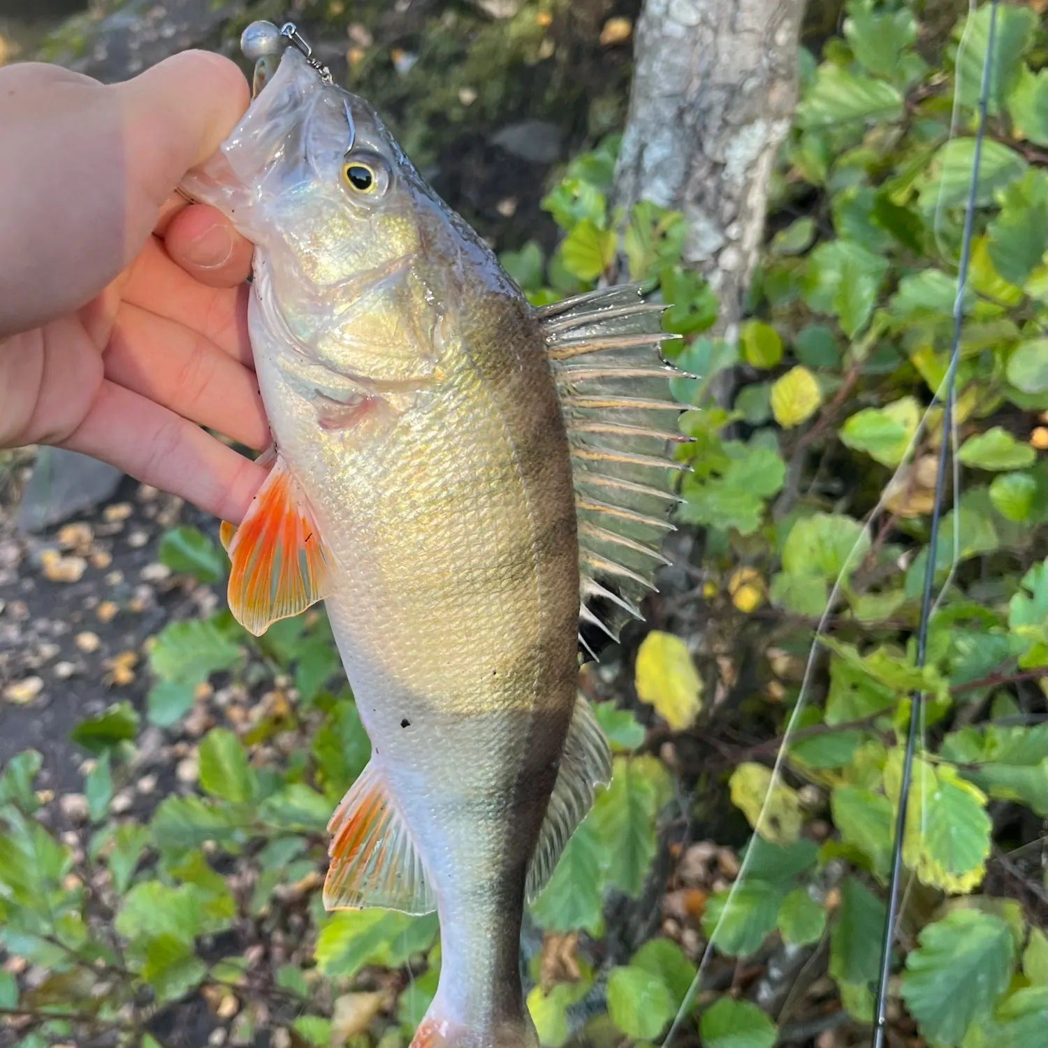 European perch caught on Fishbrain