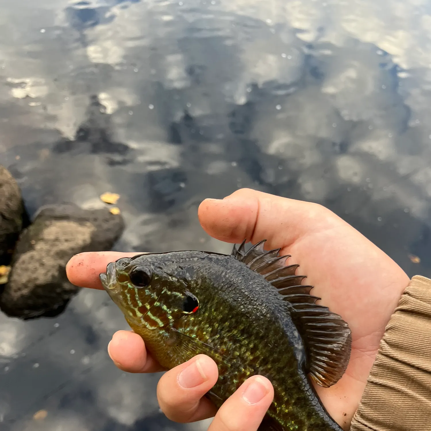 Pumpkinseed caught on Fishbrain
